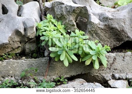 Sedum Or Stonecrop Hardy Perennial Leaf Succulent Plants With Thick Fleshy Light Green Water Storing