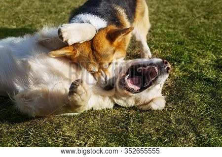 Welsh Corgi Pembroke And Golden Retriever Playing In The Garden On Grass. Dods Have Fun