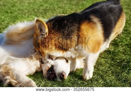 Welsh Corgi Pembroke And Golden Retriever Playing In The Garden On Grass. Dods Have Fun