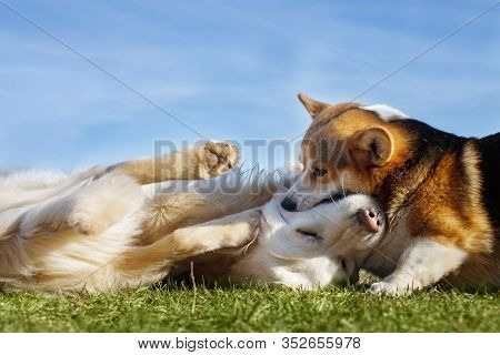Welsh Corgi Pembroke And Golden Retriever Playing In The Garden On Green Grass. Dods Have Fun