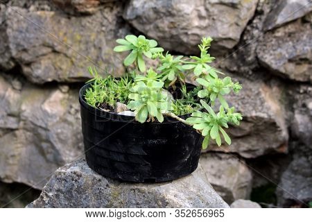 Black Plastic Flower Pot Filled With Decorative Stones And Sedum Or Stonecrop Hardy Perennial Leaf S