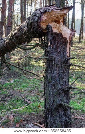 Broken Tree Trunk In The Forest. Pine Trunk After A Hurricane. Calculation And Analysis Of Damage Af