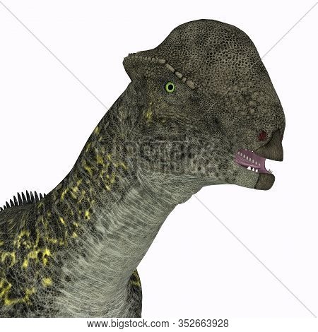 Stegoceras Dinosaur Head 3d Illustration - Stegoceras Was A Herbivorous Dome-headed Dinosaur That Li