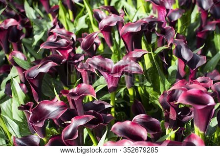 Beautiful Natural Background With Exotic Leaves And Dark Calla Flowers. Calla Plantation, Flower Gro