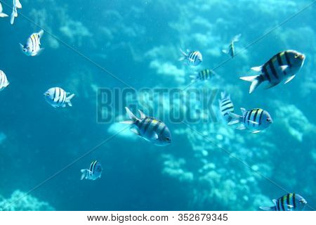 Sergeant-major Fish School With Water Surface In Background, Underwater Caribbean Sea