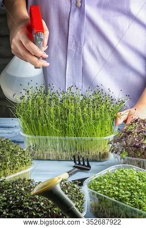 The Girl Sprays Shoots Of Young Greenery From The Fragrant Onion Jusai From The Spray Gun. Growing H