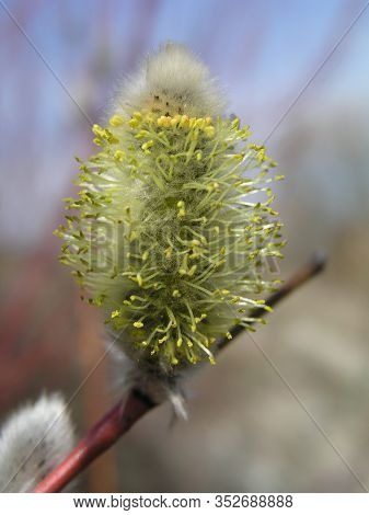 Risen Blooming Inflorescences Male Flowering Catkin Or Ament On A Salix Alba White Willow In Spring 