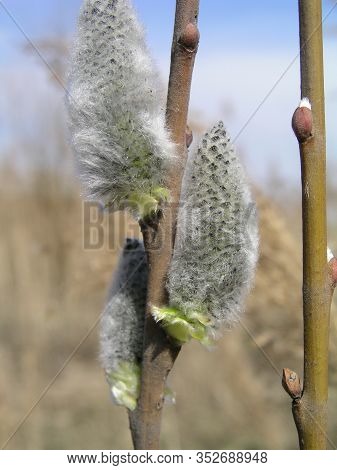 Risen Blooming Inflorescences Male Flowering Catkin Or Ament On A Salix Alba White Willow In Spring 