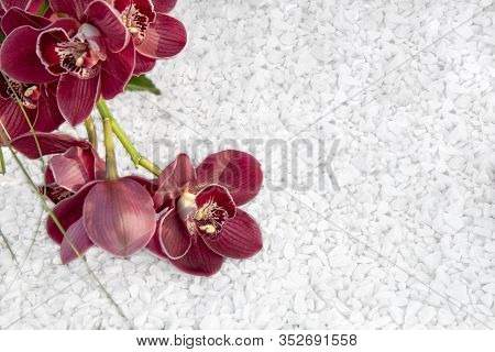 A Branch Of Dark Red With Green Leaves On Small White Stone, Copy Space