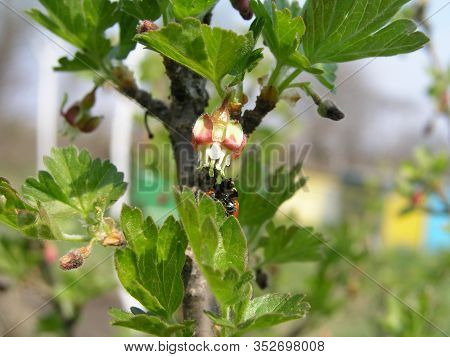 Gooseberry, Ribes Uva-crispa Blooming In Spring. Flower Ribes Grossularia Close-up Against Backgroun