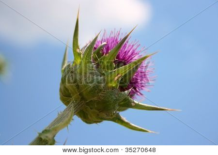 Torn blomst