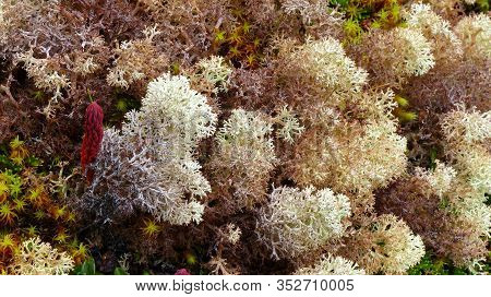 High Altitude Moss And Huperzia Crassa Found In Cajas National Park, Ecuadorian Andes