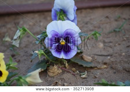 Light Bue Garden Pancy Flower Blooming In Mud Lawn Backyard Of House