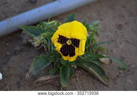 Bright Yellow Garden Pancy Shaded With Brown Inwards Blooming In Backyard Lawn Of A House In Mud