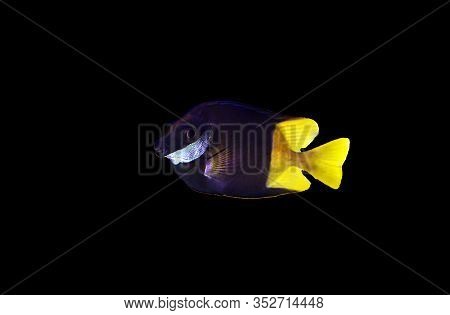 Bicolored Foxface Rabbit Fish - (siganus Uspi)