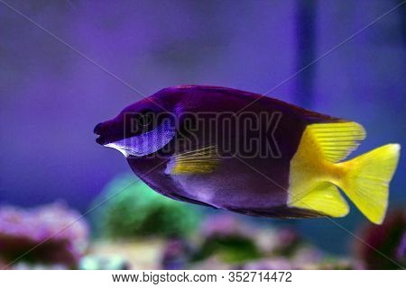 Bicolored Foxface Rabbit Fish - (siganus Uspi)