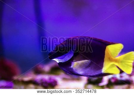 Bicolored Foxface Rabbit Fish - (siganus Uspi)