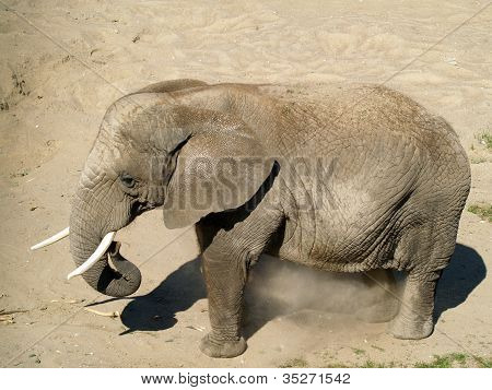 African Elephant