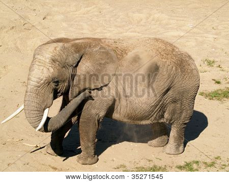 African Elephant