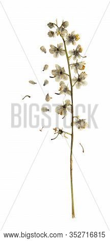 Pressed And Dried Flowers Pyrola With Leaf Isolated On White Background. For Use In Scrapbooking, Fl