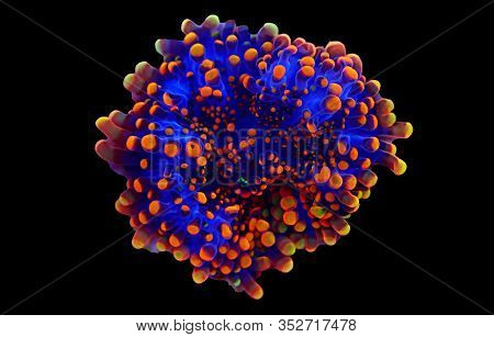Ricordea Yuma Isolated Coral On Frag Plug