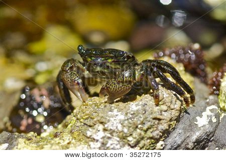 Krab