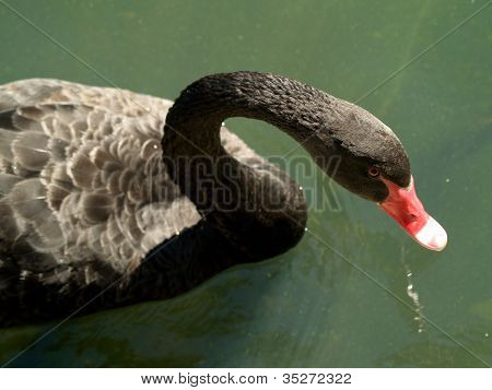 Black Swan