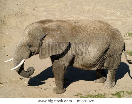 African Elephant