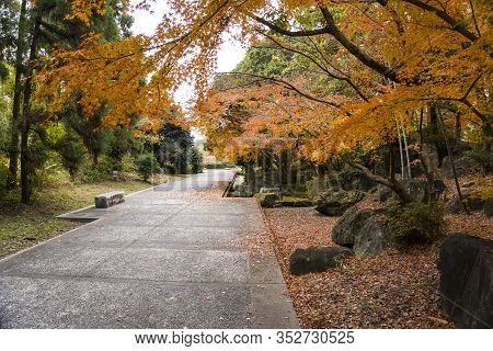 Colorful Autumn View With Withered Fallen Leaves Strewn On The Ground In Tsurumi Ryokuchi Park, Osak