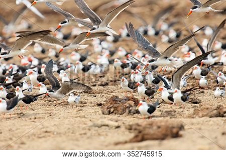 The African Skimmer (rynchops Flavirostris), Skimmer Flock And Gulls Over The African River Bank. Bi