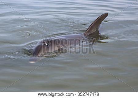 Bottle-nosed Dolphin (tursiops) At The Beach In Western Australia