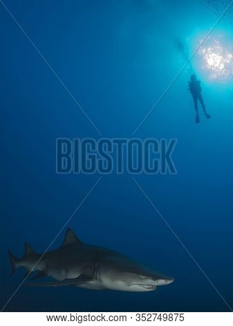 Danderous Shark Swim Throw The Crystal Clear Water