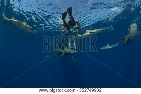 Danderous Shark Swim Throw The Crystal Clear Water