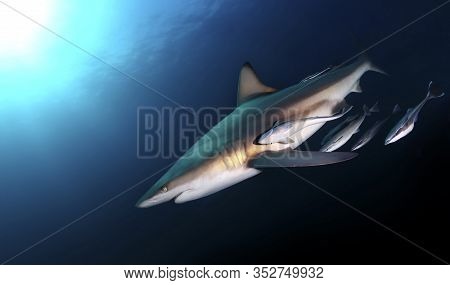 Danderous Shark Swim Throw The Crystal Clear Water