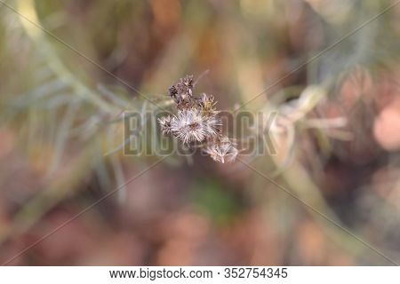 Goldilocks Aster Seed Head - Latin Name - Galatella Linosyris