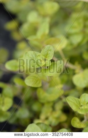 Golden Origano Goldtaler Leaves - Latin Name - Origanum Vulgare Goldtaler
