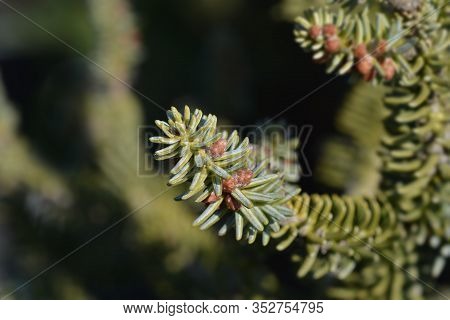 Blue Spanish Fir Branch - Latin Name - Abies Pinsapo Glauca