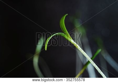 Small Sprouts That Have Just Sprouted. Macro Photo. The Concept Of Spring, Planting, Environment Cop