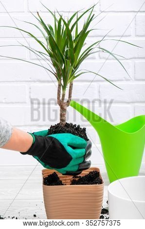 Care For Indoor Plants. The Girl Transplanted Dracaena. Dracaena, Watering Can, Spray Gun, Soil, Dra