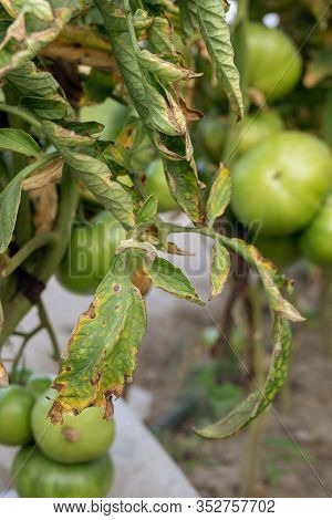 Fusarium Wilt Disease On Tomato. Damaged By Disease And Pests Of Tomato Leaves