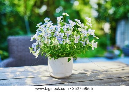 Pot Of Blue And Purple Pansies (viola Tricolor) On A Wooden Tablepot Of Blue And Purple Pansies (vio