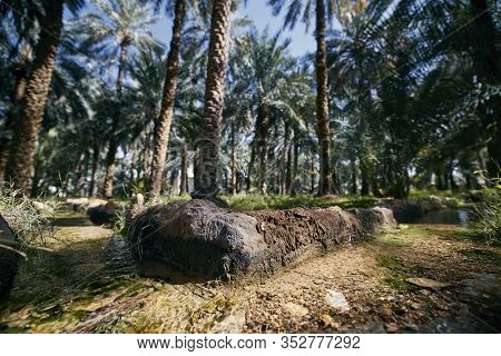 Watering Cannal In The Middle Of Oasis. Al Ain, The Emirate Of Abu Dhabi.