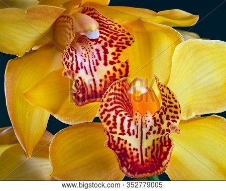 Blooming Yellow Orchid (phalaenopsis) Close-up. It Seems That The Flowers Communicate With Each Othe