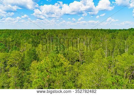 Forest Swamp Land In Okefenokee Swamp Park, Southern Georgia.