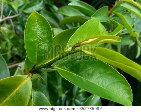 Young Green Soursop Laves Or Prickly Custard Apple. (annona Muricata L.) Plant For Treatment Of Carc