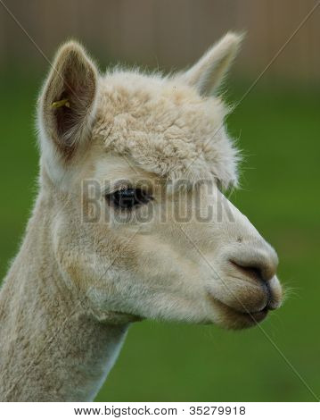 Alpaca / Llama Profile