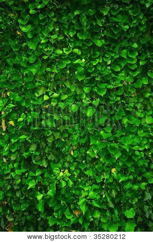 Grøn mur af Ivy blade