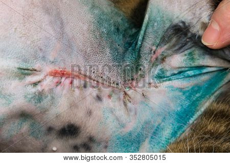 Close-up Photo Of A Wound Healing In Cat After Tumor Resection