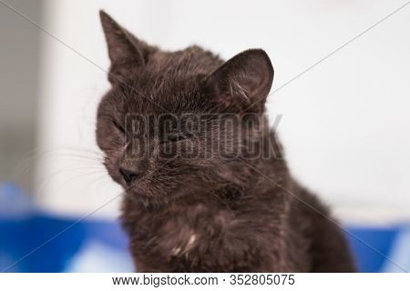 Kitten With Panleukopenia And Nausea At The Veterinary Clinic