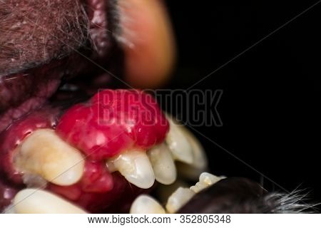 Close-up Photo Of A Dog Mouth With Epulis. Epulis - Tumor Situated On Gingival Mucosa In Dog